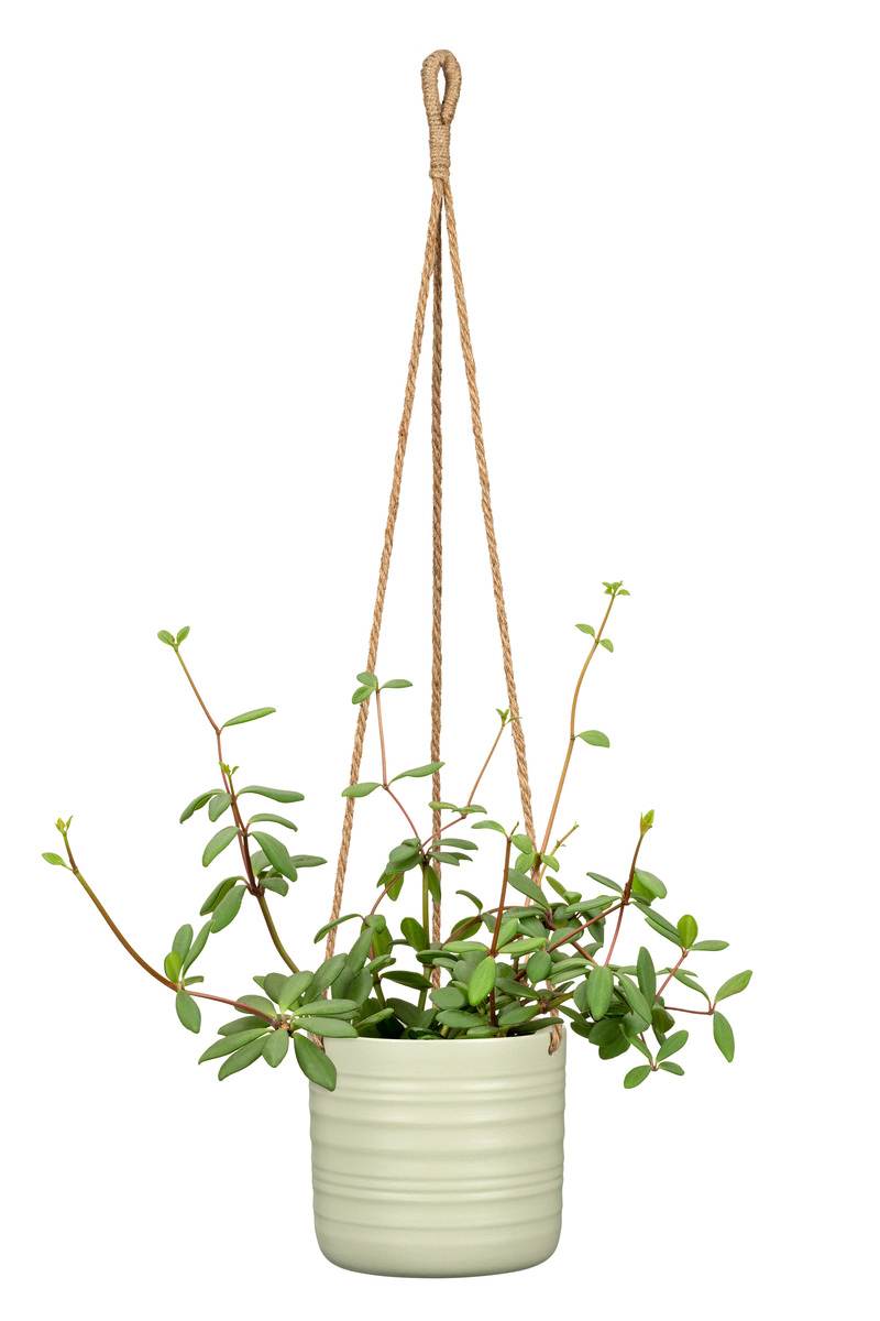 Scheurich Cottage Hängeampel aus Keramik, rund, Baumwoll Aufhängung, mehrere Farben und Grössen Produktabbildung 3