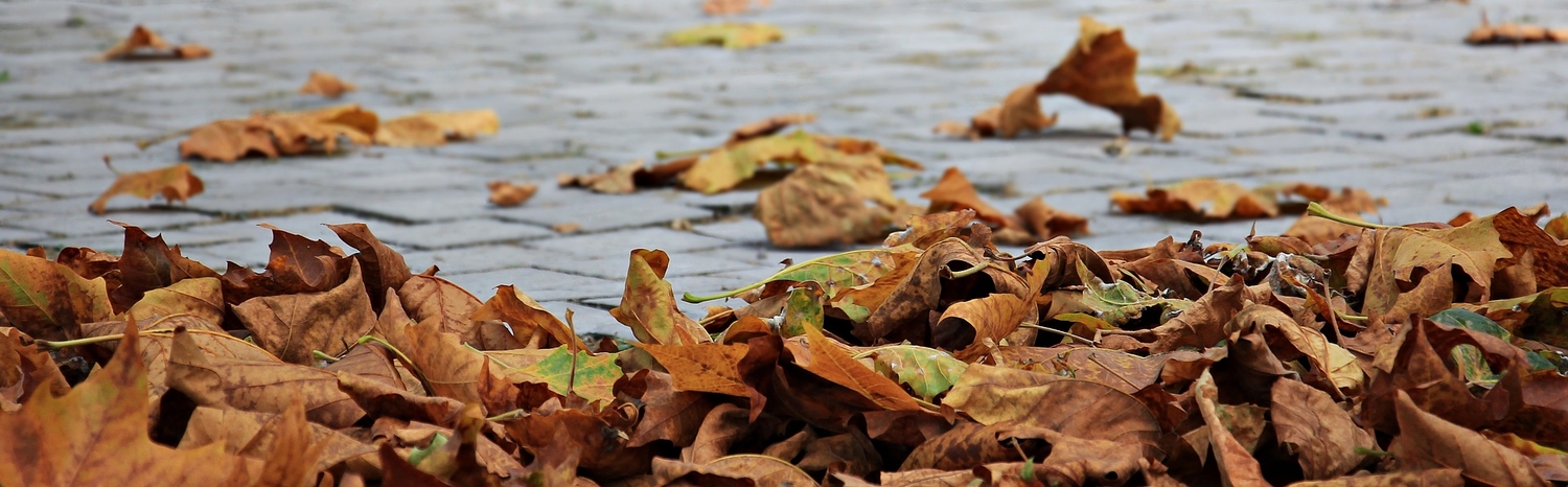 Herbstblätter liegen auf einem gepflasterten Weg