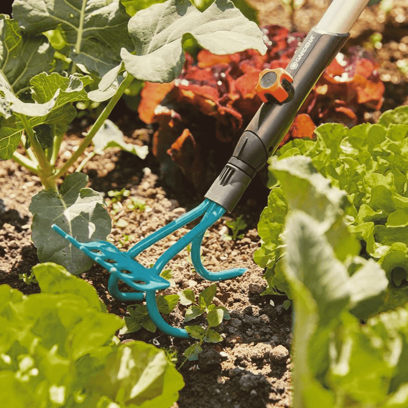 Ein Gartenwerkzeug lockert den Boden zwischen Gemüse in einem Gartenbeet