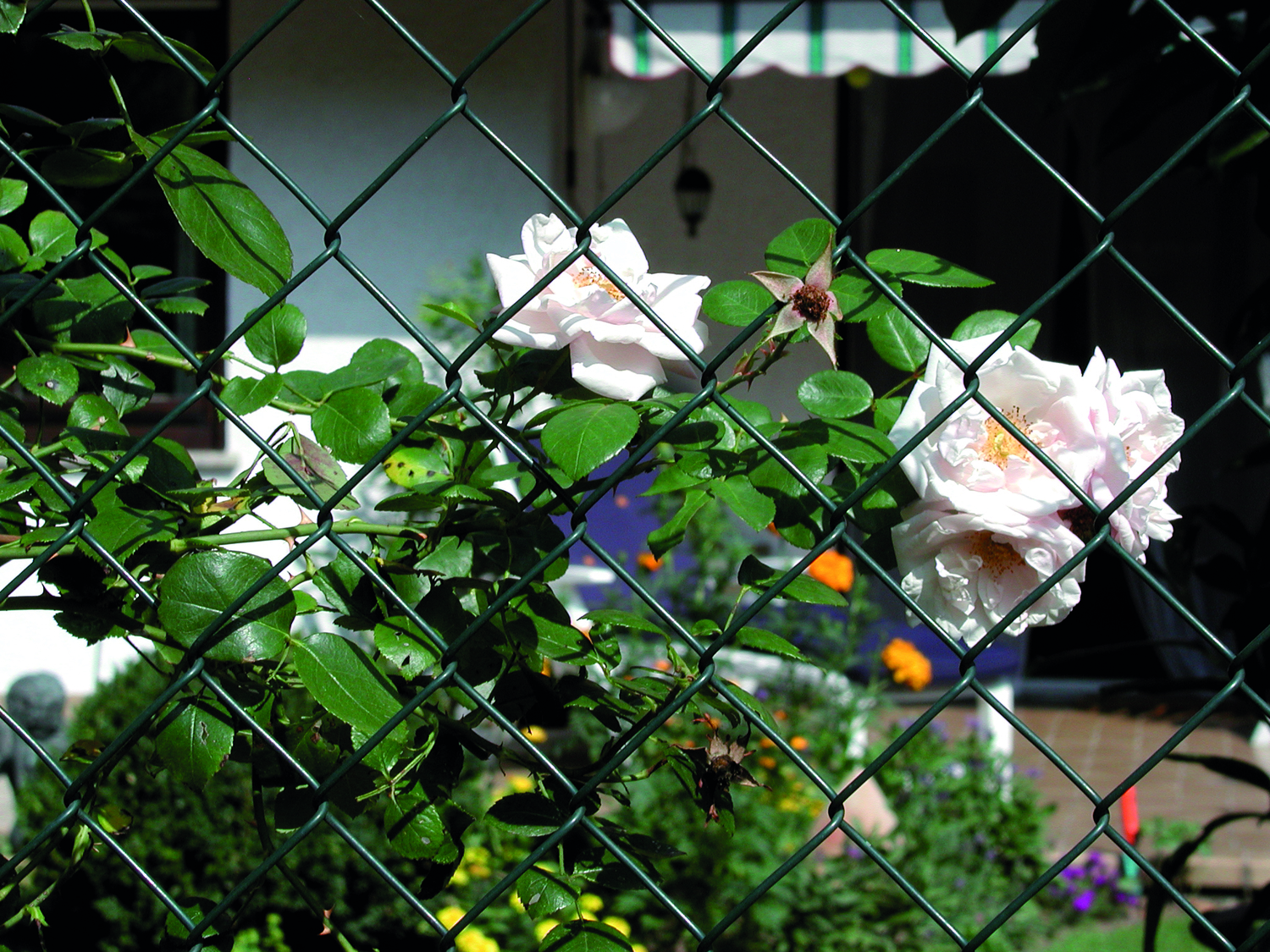 1027791428_pimg_maschendrahtzaun_gruen_04